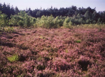 Blühende Glockenheide