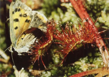 Sonnentau mit Feuerfalter